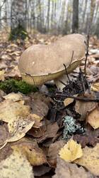 IMG_2869.jpeg