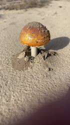 IMG_2873.jpeg