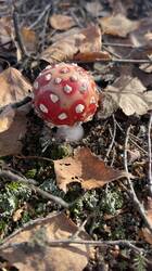 IMG_2874.jpeg