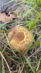 IMG_2884.jpeg