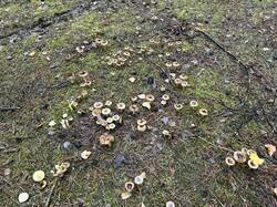 IMG_5040.thumb.jpeg.d6cf21f8e7f7e7df76fc883e582cd7c7.jpeg