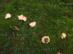 IMG_5315.thumb.JPG.51eb1b6258c65218d82dff1dc5bc0bb9.JPG