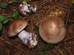 IMG_5321.thumb.JPG.d6f991b9a8d2c3bb490633496d080347.JPG