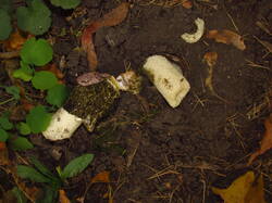 IMG_5388.thumb.JPG.082ded42efe10a0223fcc1ab28aaf9cb.JPG