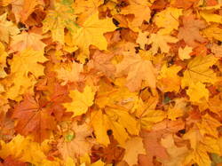 IMG_5390.thumb.JPG.6e63a3c17f2af0b8360a96fa11a260d5.JPG