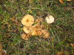 IMG_5398.thumb.JPG.1fbc371c5797d25a41d660578610cb57.JPG