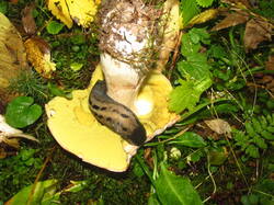 IMG_5425.thumb.JPG.3964b2d01f9beaa9e2a5f47a76e0a141.JPG