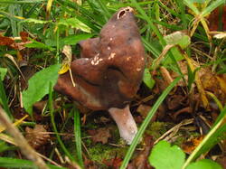 IMG_5436.thumb.JPG.47dc27cb6dfae87dc20cf14e4454fb90.JPG