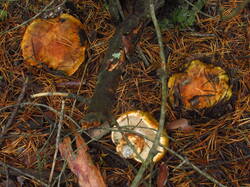IMG_5512.thumb.JPG.8829e19875b9a638d7ce3e71dc39670a.JPG
