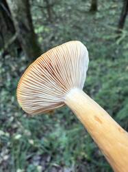 IMG_9050.jpeg