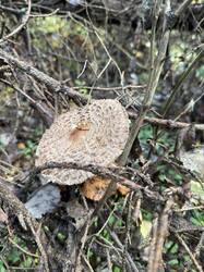 IMG_9374.jpeg