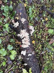 IMG_9595.jpeg