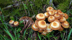 Kuehneromyces_mutabilis_AWP_20251013.thumb.JPG.a5f26d2e0e01164d95966d8b35caa008.JPG