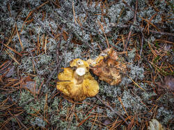 PA043223-ORF_DP_XD.jpg