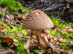 PA043235-ORF_DP_XD.jpg