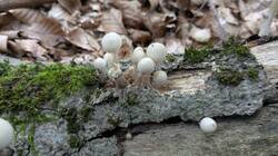 PXL_20251010_145118597.thumb.jpg.7c7a335d0463173b4d8688740433abd7.jpg