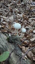 PXL_20251010_145130910.thumb.jpg.d319ab942c63461cd7a878fa591c77f3.jpg