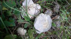 PXL_20251010_152115907.thumb.jpg.9578288f7601c86bc406182ecb5186d2.jpg