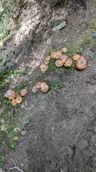 PXL_20251012_115626479.thumb.jpg.96bcca5fed13eaaadc05402cea340ce6.jpg