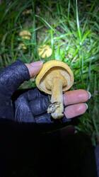 PXL_20251014_164452584.thumb.jpg.62348454eb9ca657bafb5ae798a4fa78.jpg