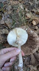 PXL_20251018_124145779.thumb.jpg.8f94ffb0f5410e56ad4bdd179d642ce3.jpg