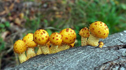 Pholiota_aurivella_AWP_20251013.thumb.JPG.891b5883798a5710aac74ca4fbc9c923.JPG