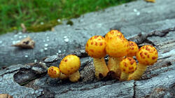 Pholiota_aurivella_AWP_2025_1013.thumb.JPG.1a5b1e9c632760f3a0f3aa793c74f615.JPG