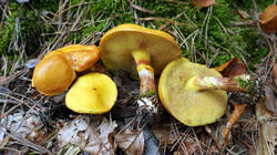 Suillus_grevillei.thumb.JPG.4f18bc8f90de490ec01f8086015bc54a.JPG