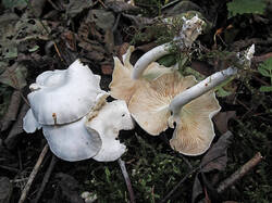 Tricholoma_sp_1_SAE_20250926.thumb.jpg.4ef5e7d77095a43f94dbdac4c1fa8c5e.jpg