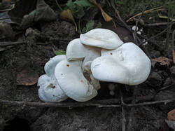 Tricholoma_sp_2_SAE_20250926.thumb.jpg.737aab4243b08a4b25c258d38e220688.jpg