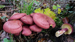 Tricholomopsis_rutilans_AWP_202509_30.thumb.JPG.a6be50ca30036f6b6f7e71f6af90141c.JPG