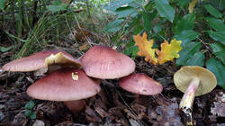 Tricholomopsis_rutilans_AWP_2025_0930.thumb.JPG.767da2e002a72893207b586828f9d66b.JPG