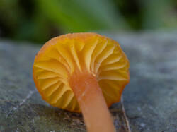 canth2.thumb.jpg.794764cb661fe463ec5fc6e365f0f9fb.jpg