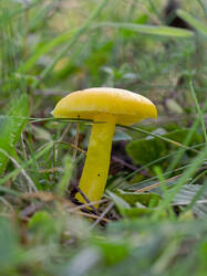 ceracea2.thumb.jpg.6778b6b3a7f2bb7f772d5d9f3ed0db9d.jpg
