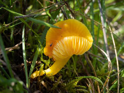 ceracea4.thumb.jpg.f80ecce0742fe9d4e4abe955f2f04b7c.jpg
