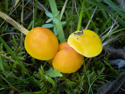 ceracea6.thumb.jpg.5eed3500ea2231f7882c9396554f6e1c.jpg