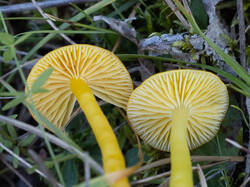ceracea8.thumb.jpg.6e9c7259a096d543e2d47dceb41c5b65.jpg
