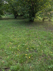 chlorophana0.thumb.jpg.975e289d03d56df855e7d25b2f228c2e.jpg