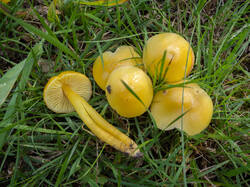 chlorophana1.thumb.jpg.1e00da4c0a9875ba29fcffb08b434faf.jpg