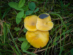 chlorophana3.thumb.jpg.6a7a917d483b233d8f47f245294128e4.jpg