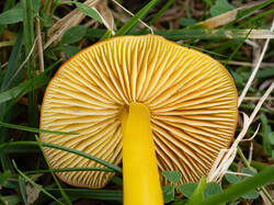 chlorophana4.thumb.jpg.0bc5fa6e6cb9e450bc5c4d0e0fcebf89.jpg