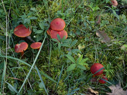 coccinea_0.thumb.jpg.44bc2e82d7ce731efa57b3239e509d98.jpg