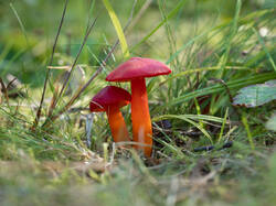 coccinea_2.thumb.jpg.1a3ebbe56548fb3c3baa2afab205d7bc.jpg