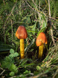 conica18.thumb.jpg.a11701add2e3071332655dc5f036f9e2.jpg