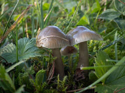gliirr1.thumb.jpg.cc18110f0781ed72df38ed8ecd7b00f4.jpg