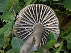 gliirr14.thumb.jpg.c7e44e5c6a17204c76fbc94be6557463.jpg