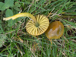 glipsi2.thumb.jpg.847afbb19fecf0e1a3e7e3fe387f7920.jpg