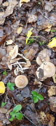 image.thumb.png.026a54459b2c10c1e2bb20b8436f243e.png