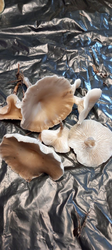 image.thumb.png.8ea3dbcf89dea57766b855e28517ba82.png