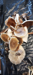 image.thumb.png.b210faf33a15c8e20e26f740dc53eae1.png